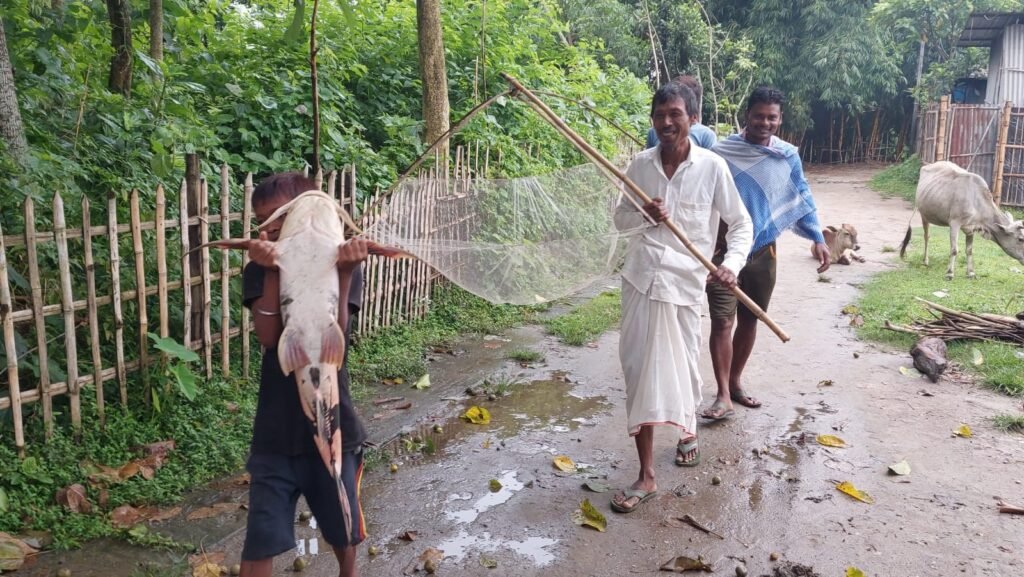 ফুলবাড়ীর মহানন্দা নদীতে জালে ধরা পড়ল বিশাল আকৃতির বাঘাড় মাছ