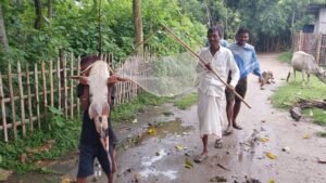 ফুলবাড়ীর মহানন্দা নদীতে জালে ধরা পড়ল বিশাল আকৃতির বাঘাড় মাছ