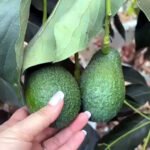 ড্রাগন ফলের পর এবার অ্যাভোকাডো চাষে নজর উত্তরবঙ্গের
